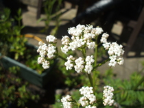 To those of you who said it was Valerian..............................