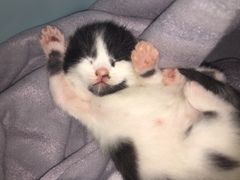 tiny baby kittens