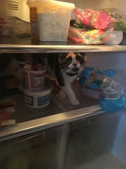 Cats still catting. What's your DCat up to today? Pt 3