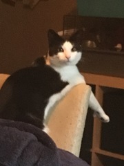 To ask to see a picture of your pet when it was a baby and now?