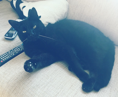 To love my kittens and want to see yours?