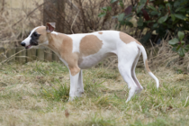 Does anyone fancy a "puppy survival" thread part 2