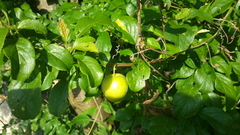 Tree identification please