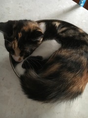 Cats still catting. What's your DCat up to today? Pt 3