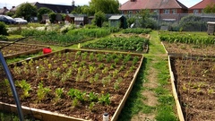 Allotment?Veg Patch Thread 10 - Plotmenters  busy into summer ! and loving James Wong