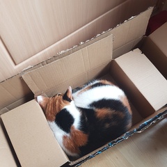 What is wonderful about your cat?