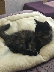 Cats still catting. What's your DCat up to today? Pt 3