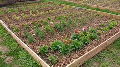 Allotment?Veg Patch Thread 10 - Plotmenters  busy into summer ! and loving James Wong