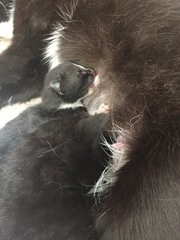 Abandoned 1 week old kitten being taken in by foster cat