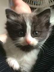 To ask to see a picture of your pet when it was a baby and now?