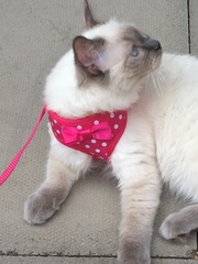 Recommend me a cat breed (please)