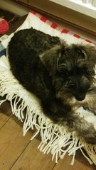 To ask to see a picture of your pet when it was a baby and now?