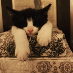 I've had to send Jeffrey back to the rescue centre