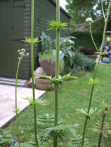 To those of you who said it was Valerian..............................