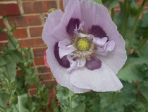 What's looking good in your garden at the moment?