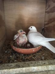 Anyone lost this? On my backstep if it's yours!