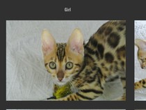 Please help me name my bengal girl kitten