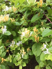 Can someone please identify this plant for me.