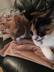 Cats still catting. What's your DCat up to today? Pt 3