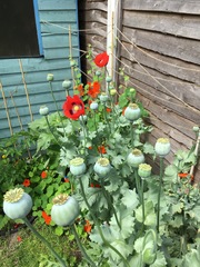 What's looking good in your garden at the moment?