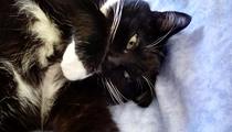 To ask to see a picture of your pet when it was a baby and now?