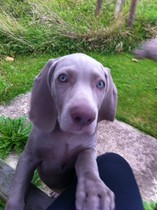 To ask to see a picture of your pet when it was a baby and now?