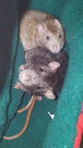 To ask to see a picture of your pet when it was a baby and now?