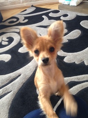 Does anyone fancy a "puppy survival" thread part 2