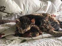 To love my kittens and want to see yours?