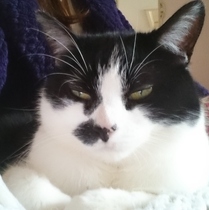 Fattycat is planning world domination.