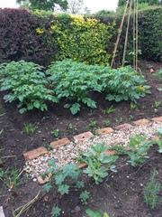 Allotment/Veg Patch Thread 9 - Spring is sprung, its getting really busy!
