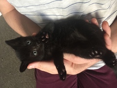 Is four too many cats?