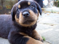 To ask to see a picture of your pet when it was a baby and now?