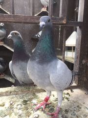 Anyone lost this? On my backstep if it's yours!