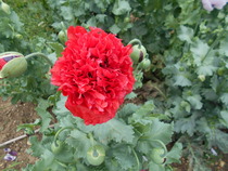 What's looking good in your garden at the moment?