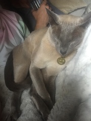 Recommend me a cat breed (please)