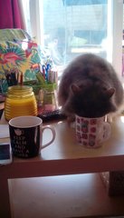 Cat drinking my juice out of my glass!