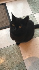 To ask to see a picture of your pet when it was a baby and now?