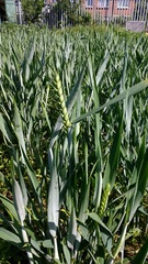 Allotment/Veg Patch Thread 9 - Spring is sprung, its getting really busy!