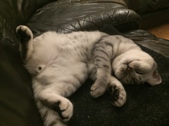 British Shorthair