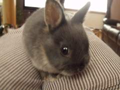 To ask to see a picture of your pet when it was a baby and now?