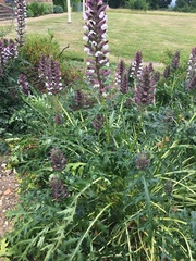 What is this plant?