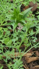 Plant identification please