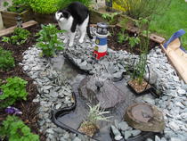 Cats still catting. What's your DCat up to today? Pt 3