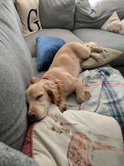 To ask to see a picture of your pet when it was a baby and now?