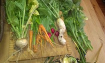 Allotment?Veg Patch Thread 10 - Plotmenters  busy into summer ! and loving James Wong