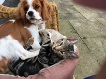 To love my kittens and want to see yours?