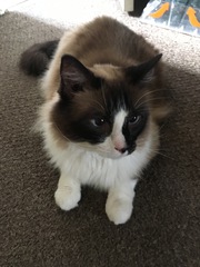 Recommend me a cat breed (please)