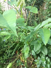 Any idea what plant this is?