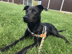 Does anyone fancy a "puppy survival" thread part 2
